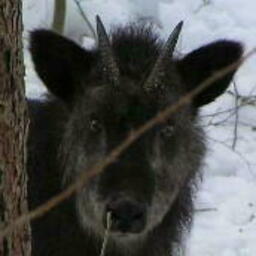 フーガの技法研究所 掲示板 (試用中)