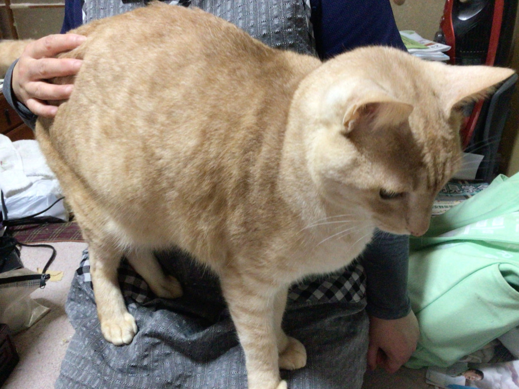 画像1