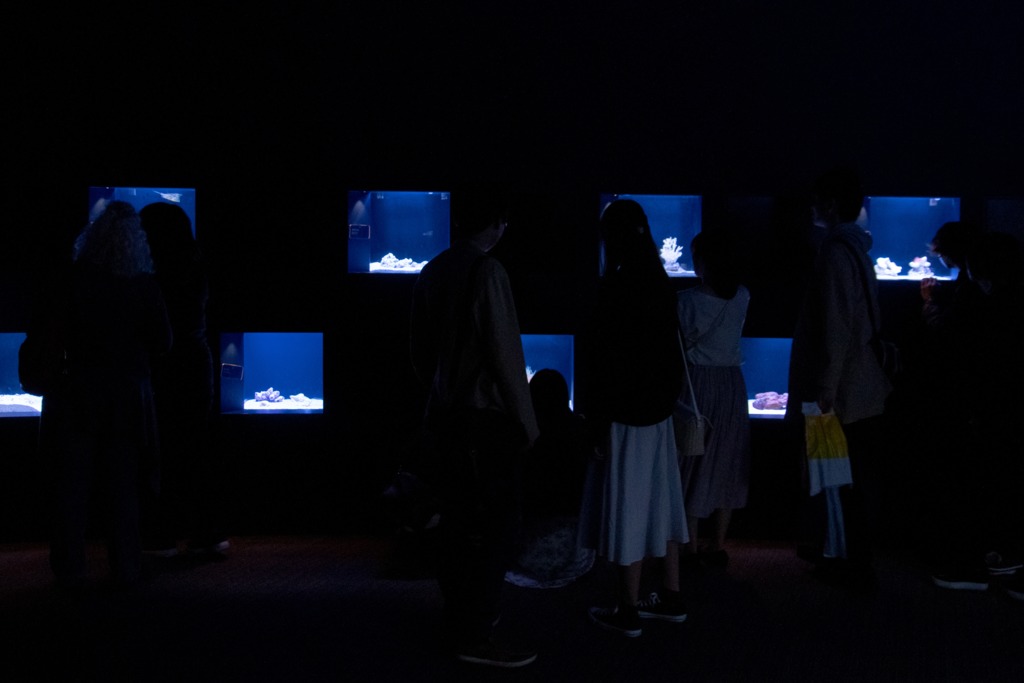 生き物の色
