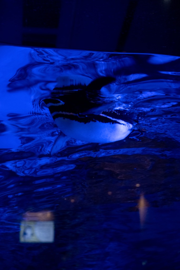 泳ぐペンギン