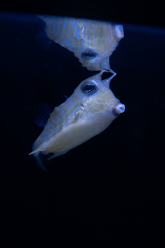 コンゴウフグ