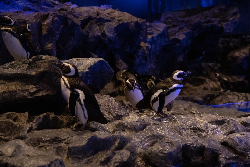 マゼランペンギン
