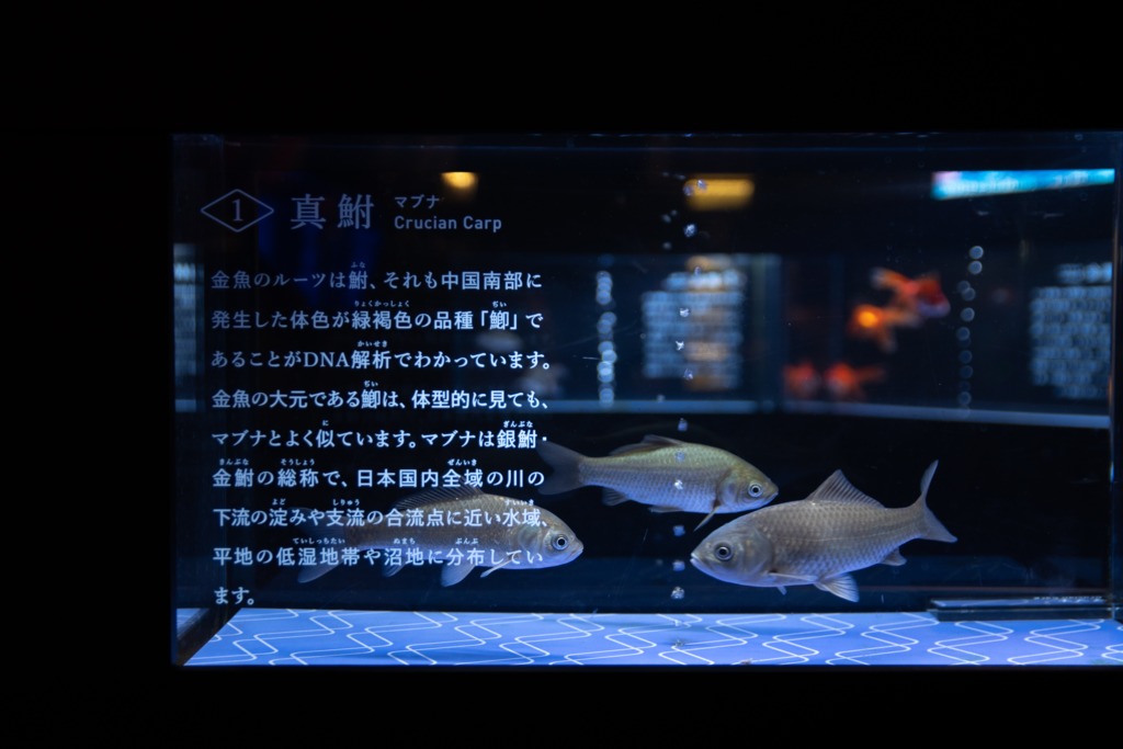 江戸リウム7