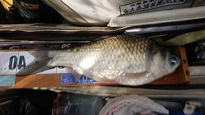 画像1