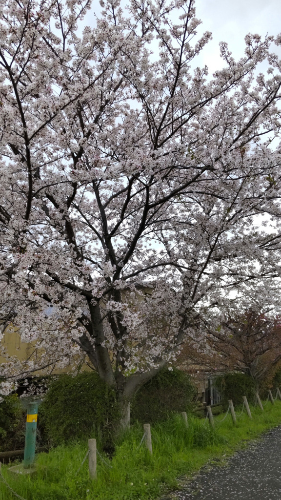 4/9の桜