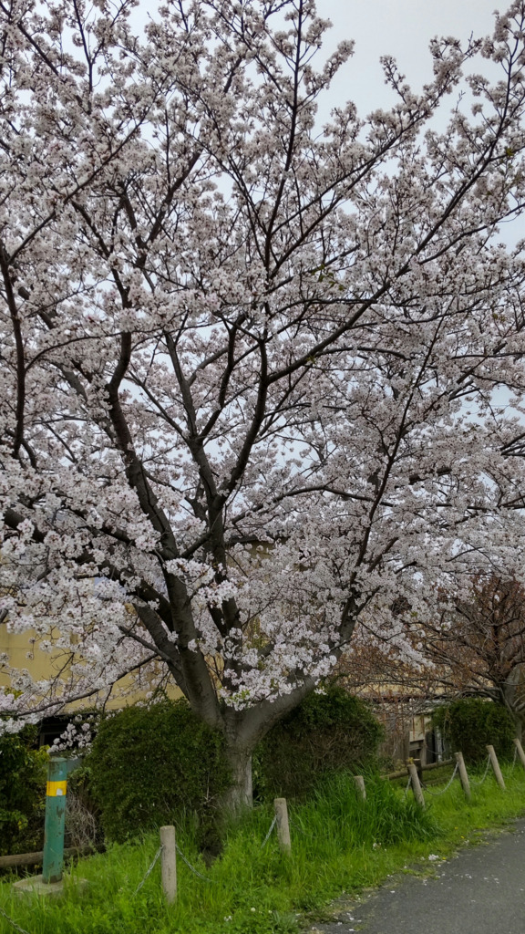 4/8の桜