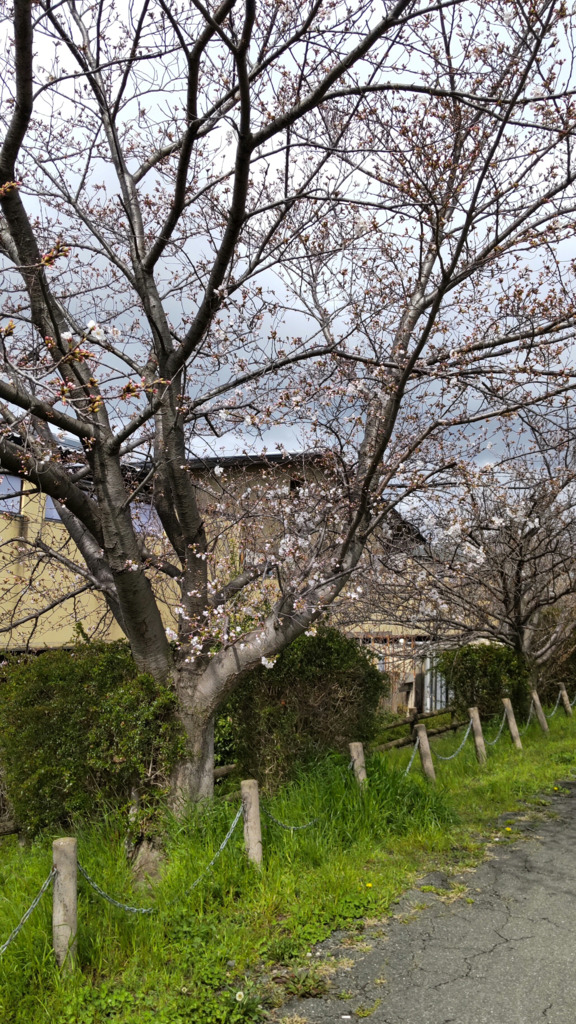 4/4の桜