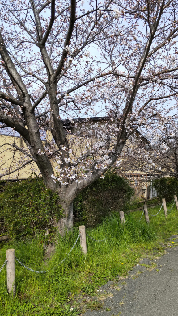 4/5の桜