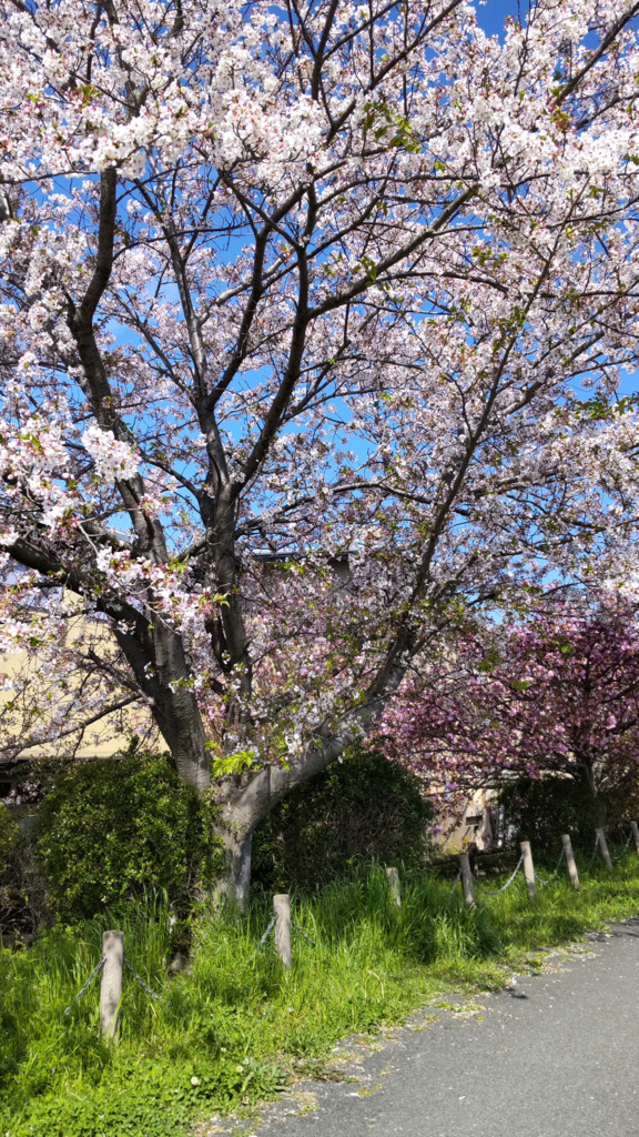 4/12の桜