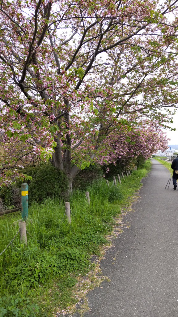 4/16の桜