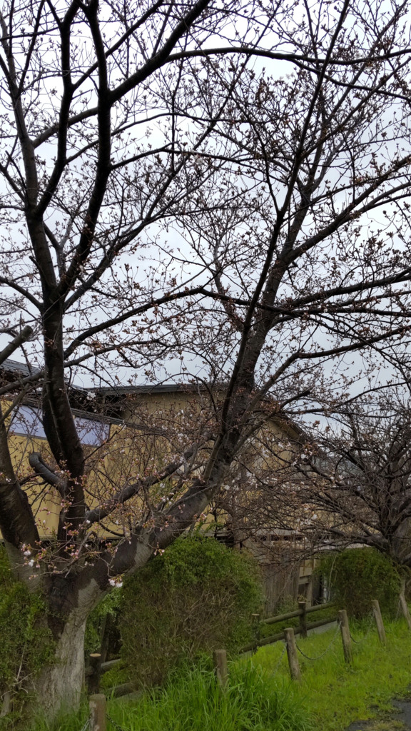 4/3の桜