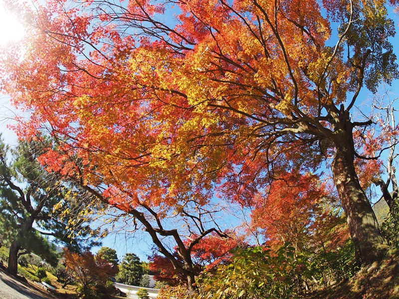 画像8