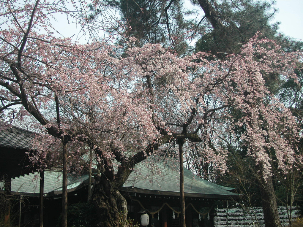 画像4