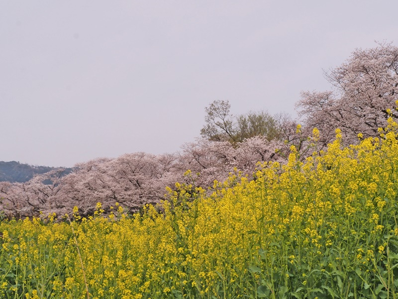 ６日お天気2