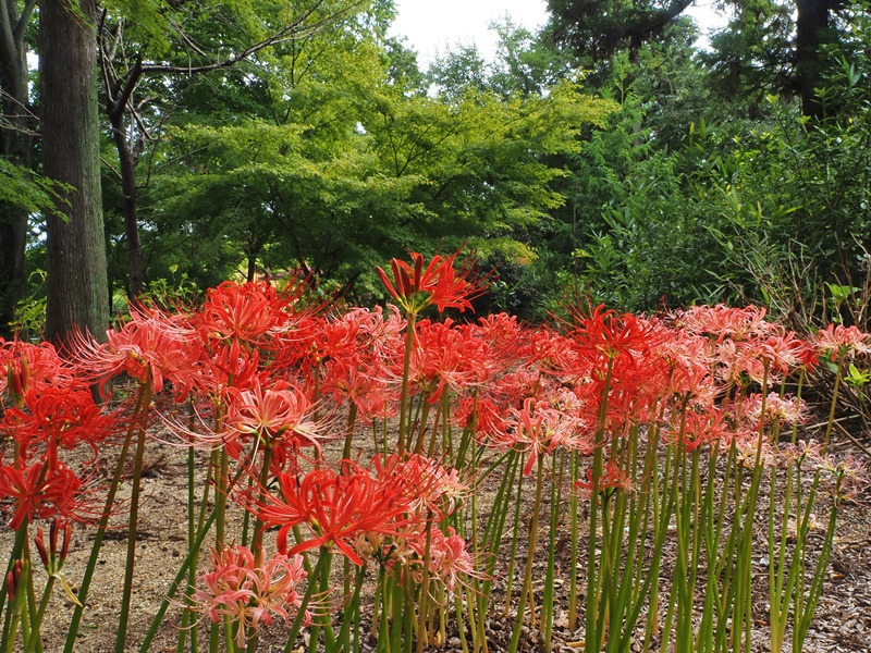 画像6