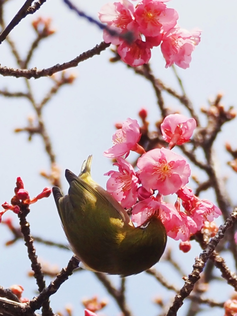 画像5