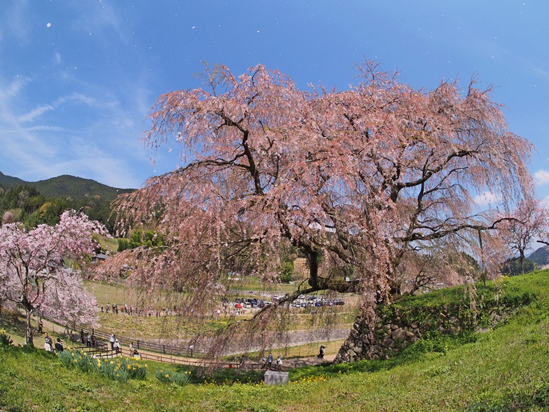 画像5
