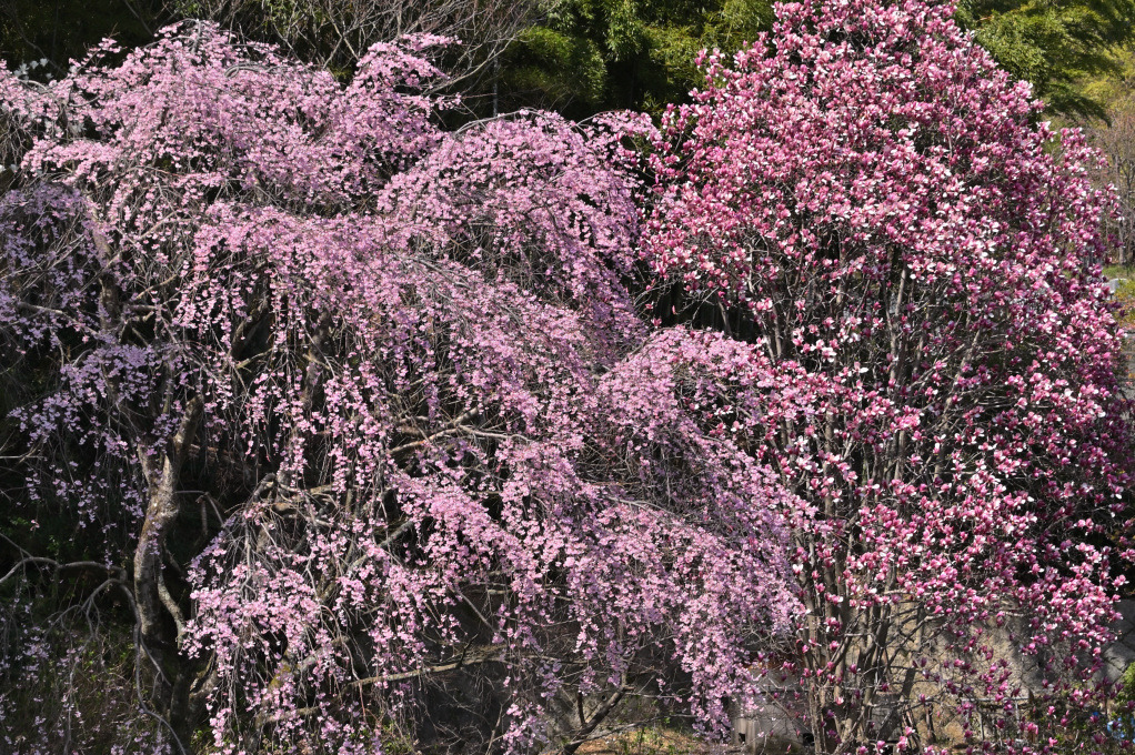 画像6