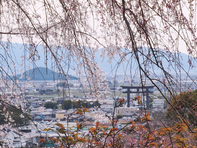画像4